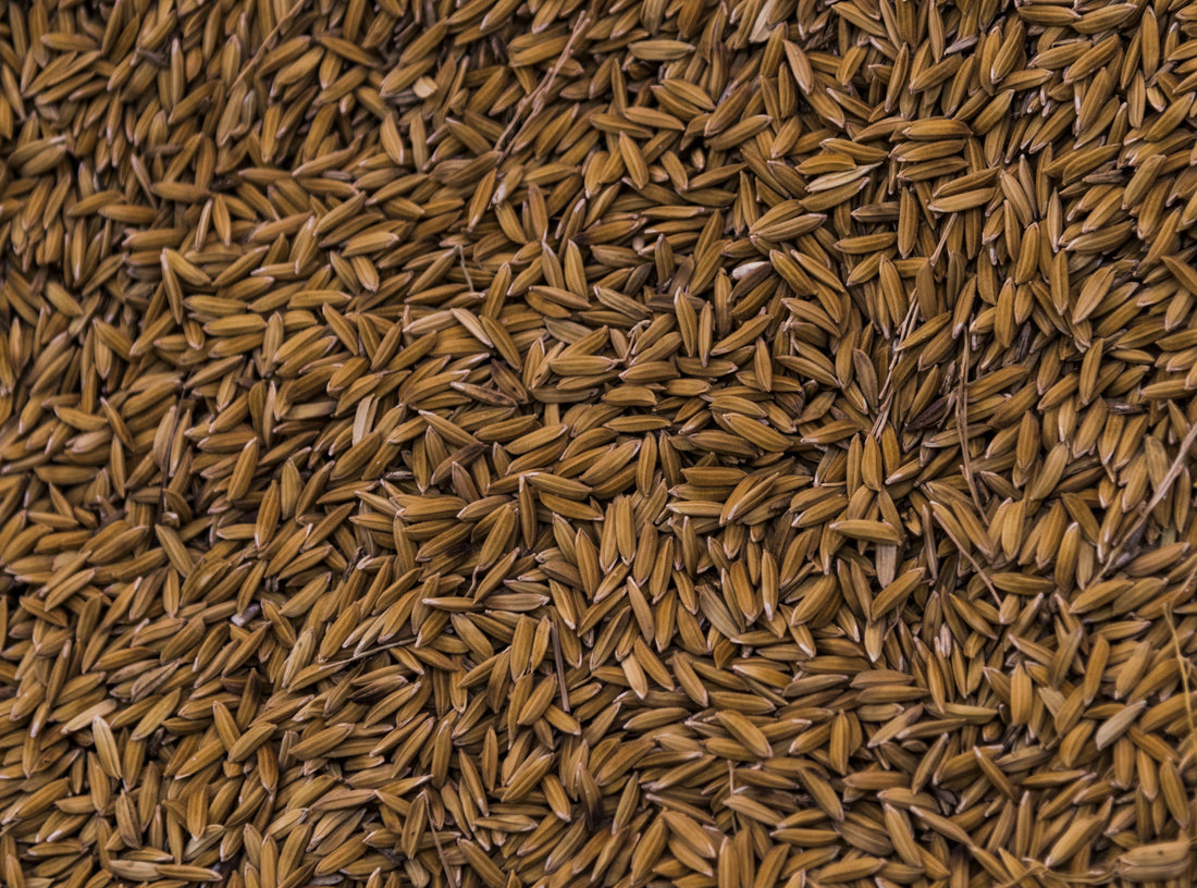 Jeeraka (Cuminum cyminum / Cumin Seed)