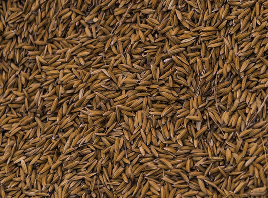Jeeraka (Cuminum cyminum / Cumin Seed)