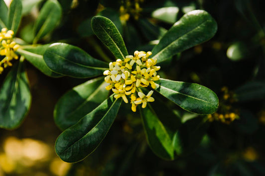 Sonamukhi  (Cassia angustifolia)