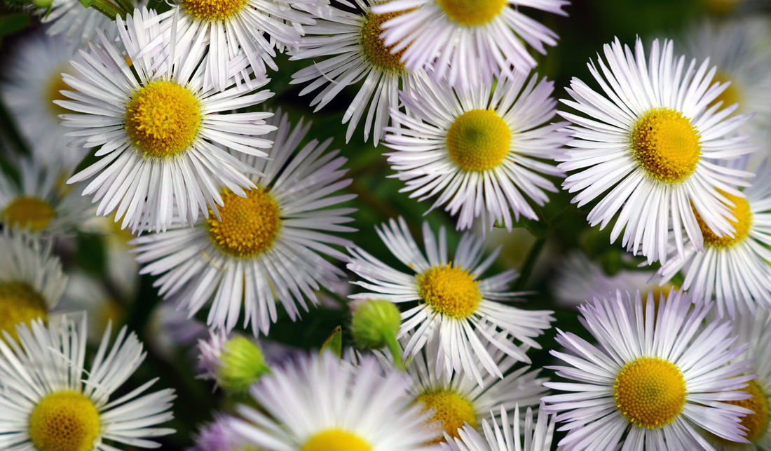 Bhringaraj (Eclipta alba / False Daisy)