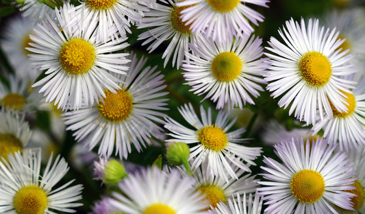 Bhringaraj (Eclipta alba / False Daisy)