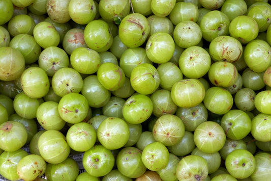 Amalaki: The Fruit That Remembers the Forest