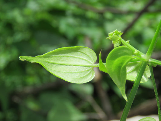 Manjistha: The Root That Refines