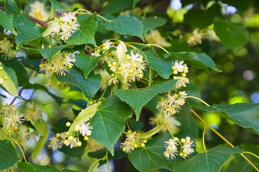 Lodhra (Symplocos Bark) – Symplocos racemosa