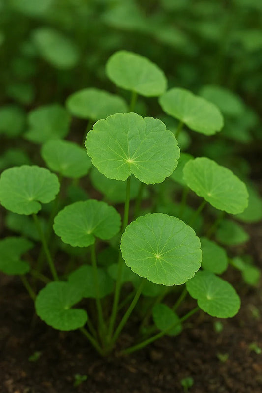 Jala Brahmi (Water Hyssop) – Bacopa monnieri