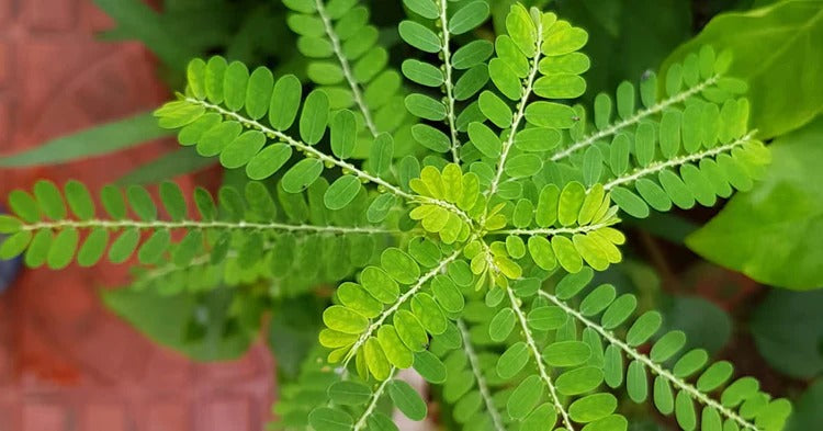 Bhumyamalaki (Stonebreaker / Phyllanthus) – Phyllanthus niruri