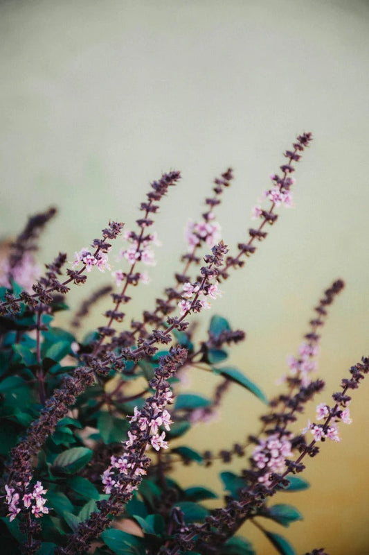 Tulasi (Ocimum sanctum / Holy Basil)